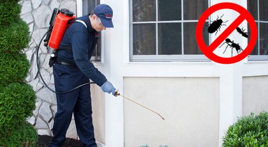 Gölpazarı Fare İlaçlama böcek ilaçlama ve haşere kontrolü — ilaclama-tr.com
